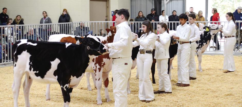 After being placed in order of finishing by the judge, young cattle handlers await her personalized comments, critiques, and suggestions at Putnam County High School’s 17th annual Briar Patch Classic Dairy Heifer Show.