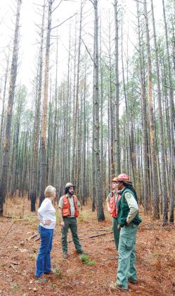 Stripped trees show the devastating effect of a significant Southern Pine Beetle infestation. IAN TOCHER/Staff