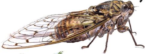 BROOD XIX & XIII cicada mania hits Lake Country