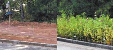 Before and after images clearly depict the roadside renovation for neighbors and visitors to enjoy alongside Carriage Ridge Drive at Harbor Club. CONTRIBUTED