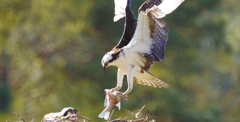 Osprey feeds young over Lake Oconee. VIRGINIA LINCH/Contributed