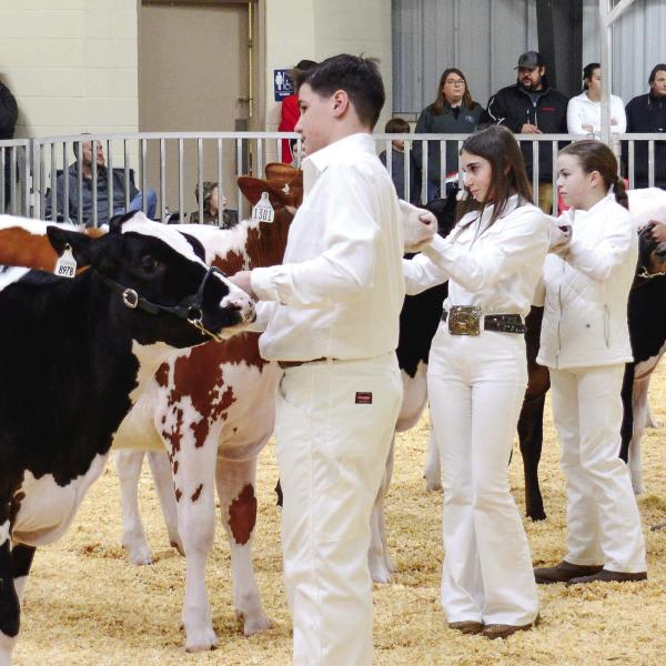 After being placed in order of finishing by the judge, young cattle handlers await her personalized comments, critiques, and suggestions at Putnam County High School’s 17th annual Briar Patch Classic Dairy Heifer Show.