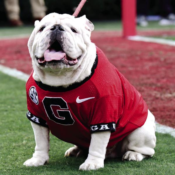 Uga X during the Bulldogs 37-14 win over Georgia Tech in a game played Nov. 26, 2022. (COURTESY OF UGA ATHLETICS)