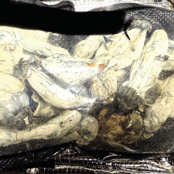 These suspected psilocybin mushrooms were sent to the crime lab for analysis. CONTRIBUTED