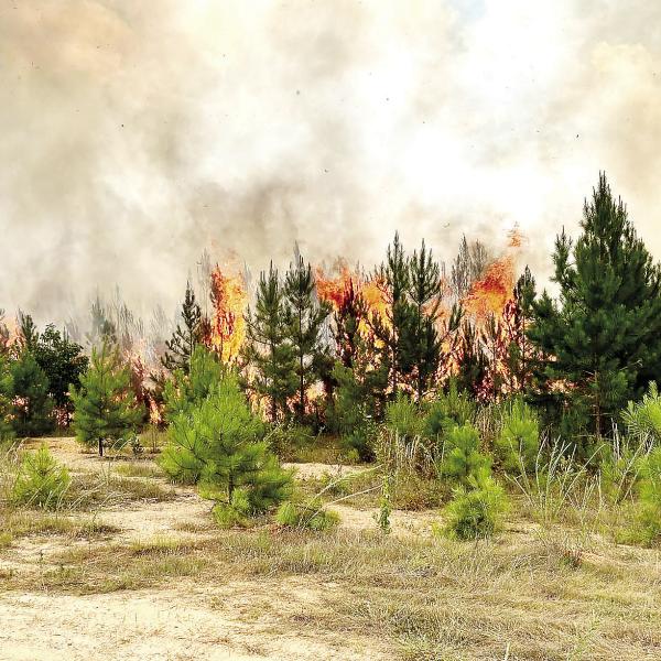 Units from five agencies responded to the brush fire in the Veazey Road area. CONTRIBUTED