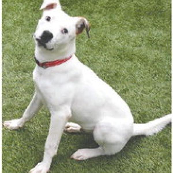 Sputnik is one of several pets at the Humane Society of Morgan County that are looking for forever homes. T. MICHAEL STONE/Staff