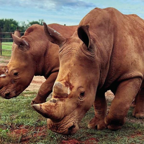 The newly opened 530-acre Georgia Conservation Safari Park is committed to inspiring others to have a greater understanding, appreciation, and connection to the natural world. CONTRIBUTED