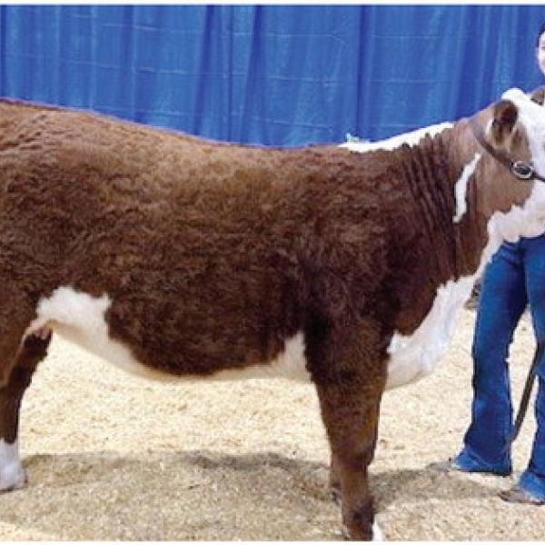 Copelan attends 2024 Georgia Jr. 4-H & FFA National Livestock Show