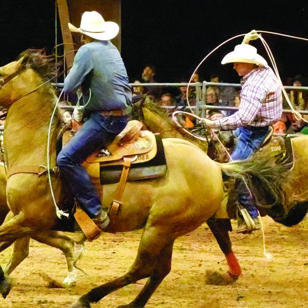 Cattle rustlers get to work during last year’s Greene County Pro Rodeo. LEIGH LOFGREN/File photo