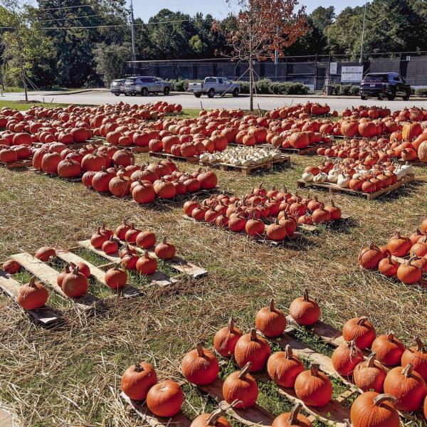 The Bulldog Pumpkin Patch, located in front of Morgan County Middle School, is open through Halloween. (HANNAH BARRON/Staff)