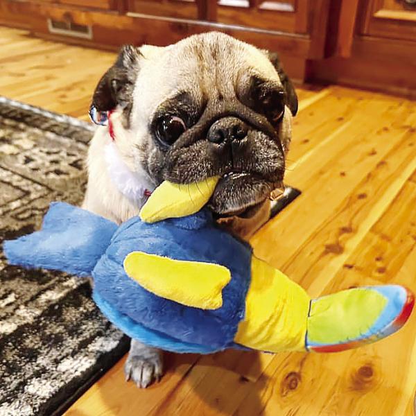 Georgia Canine Rescue and Rehabilitation’s Amos enjoys his new toy from Secret Santa. CONTRIBUTED