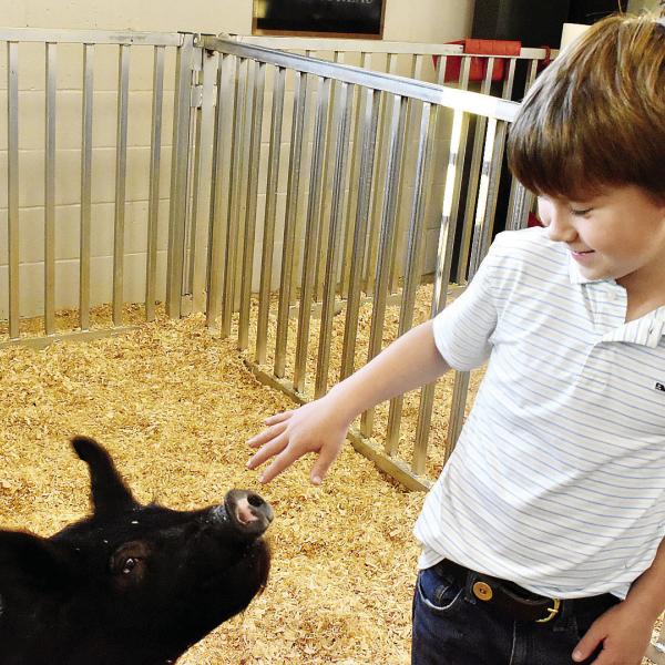 JP Kinsaul cares for his pig, Charizard, at the Morgan Agricultural Learning Lab. HANNAH BARRON/Staff