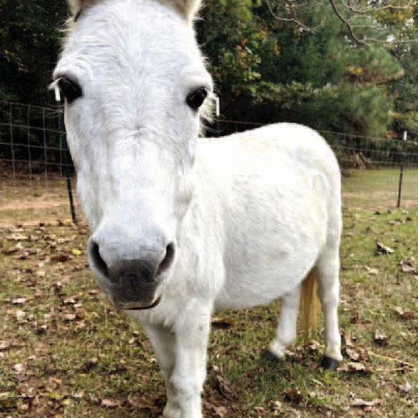 Eeyore, survivor of two hurricanes, was recently rescued by a family in Oglethorpe County. CONTRIBUTED