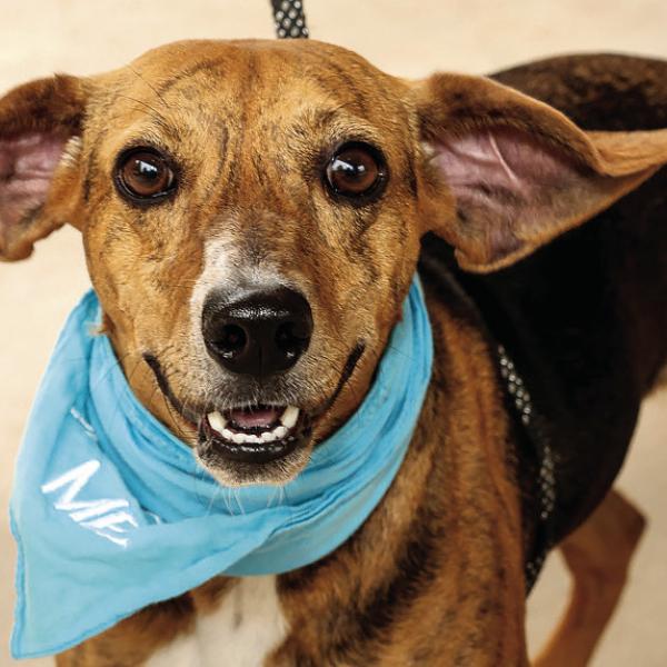 Zelda, a 1-year-old Whippet Mix, has been in and out of the shelter but was recently adopted. COURTESY OF MARNI SHINDELMAN