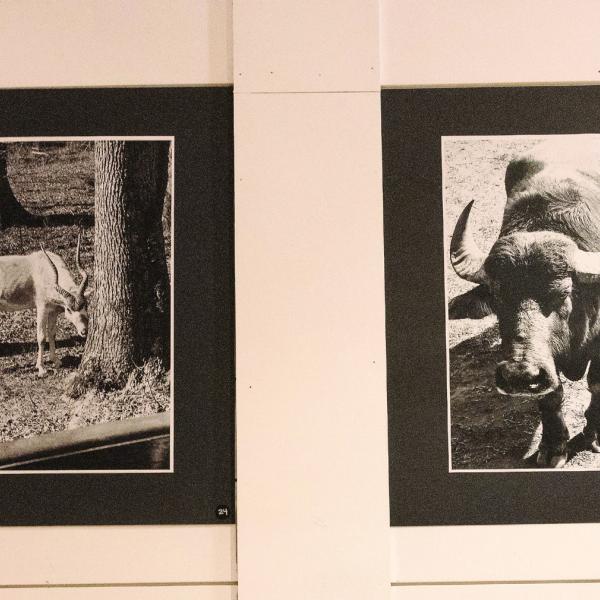 Photographic works from the students at Crossroads, the Morgan County Alternative School, are featured in the 2025 Art for Life exhibit. LEIGH LOFGREN/Staff
