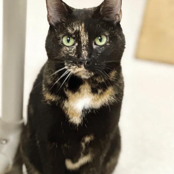 Chloe, a five-year-old female tortoiseshell cat, is available for adoption at the Humane Society of Morgan County. She has spent six months in the shelter and has yet to find a permanent home. CONTRIBUTED