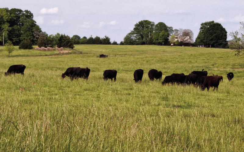 Wayside Farm