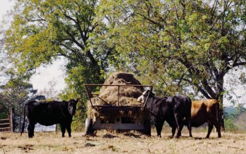 Rita Harman’s winning photo named “Dinner Time.” Three cows are eating from a trailer stationed at a farm near Hwy. 16 in Putnam County. CONTRIBUTED