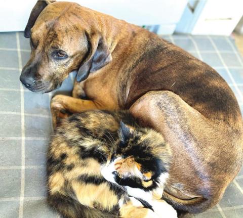 Wild Things Sanctuary brings animal rescue to Union Point