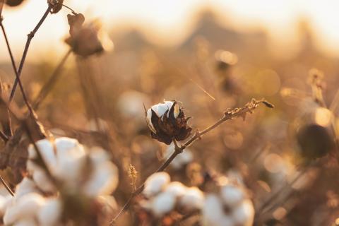 Photo/Unsplash.com