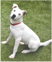 Sputnik is one of several pets at the Humane Society of Morgan County that are looking for forever homes. T. MICHAEL STONE/Staff