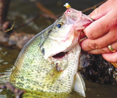 Richard Malcolm says the fish are in the brush piles, but they can be buried deep.