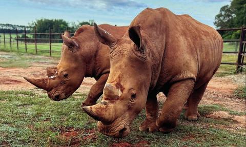 The newly opened 530-acre Georgia Conservation Safari Park is committed to inspiring others to have a greater understanding, appreciation, and connection to the natural world. CONTRIBUTED