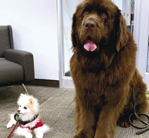 Ora Mae, a Pomeranian and one of the smallest K9 Angels poses next to Oliver, a 180-pound Newfoundland featured in Jeep’s “Going on a Bear Hunt” commercial. The K9 Angels will be mingling with attendees of Stars, Stripes &amp; Smiles, a free day of dentistry hosted by Lake Oconee Dentistry and Lake Oconee Oral Surgery on Friday, June 23. CONTRIBUTED