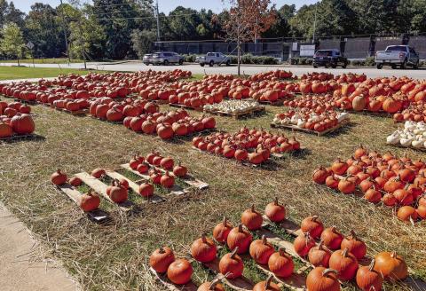 The Bulldog Pumpkin Patch, located in front of Morgan County Middle School, is open through Halloween. (HANNAH BARRON/Staff)