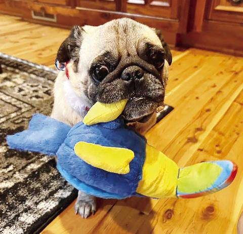 Georgia Canine Rescue and Rehabilitation’s Amos enjoys his new toy from Secret Santa. CONTRIBUTED