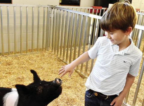 JP Kinsaul cares for his pig, Charizard, at the Morgan Agricultural Learning Lab. HANNAH BARRON/Staff