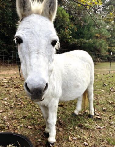Eeyore, survivor of two hurricanes, was recently rescued by a family in Oglethorpe County. CONTRIBUTED