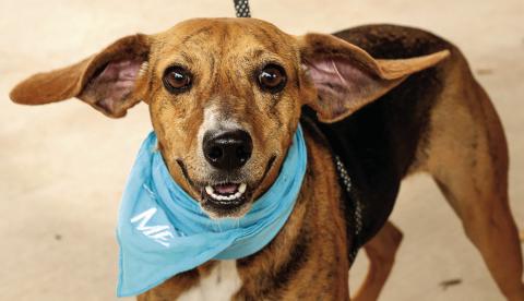 Zelda, a 1-year-old Whippet Mix, has been in and out of the shelter but was recently adopted. COURTESY OF MARNI SHINDELMAN