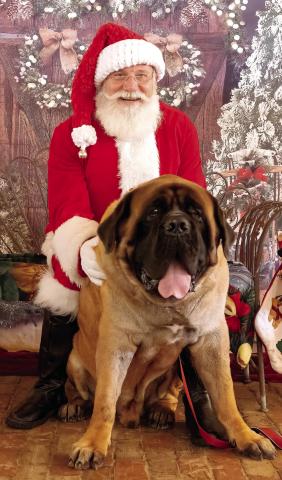 Hank. LEIGH LOFGREN/Staff