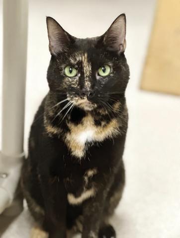 Chloe, a five-year-old female tortoiseshell cat, is available for adoption at the Humane Society of Morgan County. She has spent six months in the shelter and has yet to find a permanent home. CONTRIBUTED